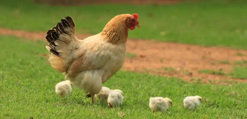 L'aquila cresce con le galline e si comporta come loro