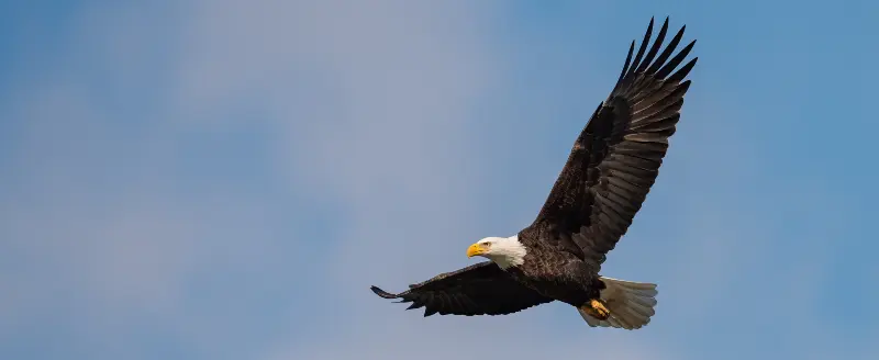 L'aquila, il re di tutti gli uccelli, il padrone del cielo